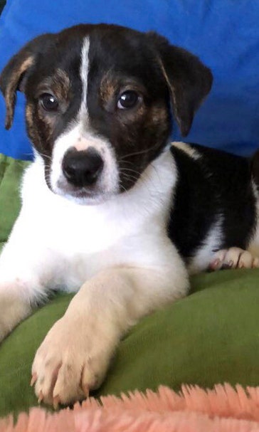 Dog DNA testing takes off, and generates debate
